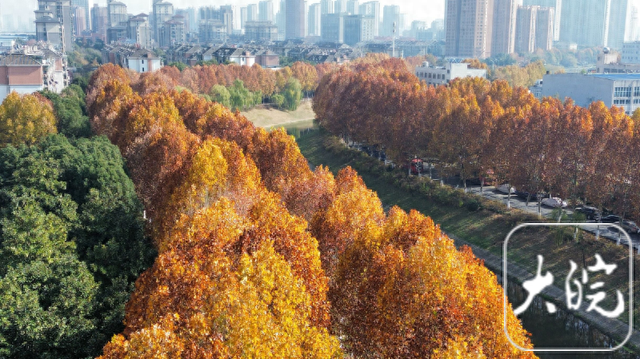 合肥冬日绝美画卷！满城“金色法桐”邀您共赏