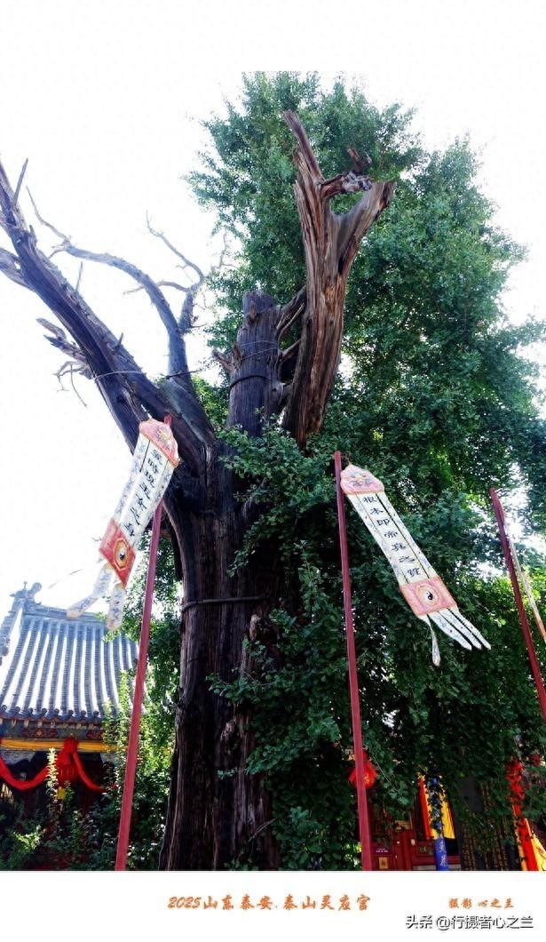 山东行游影记（329）—泰山灵应宫（四）