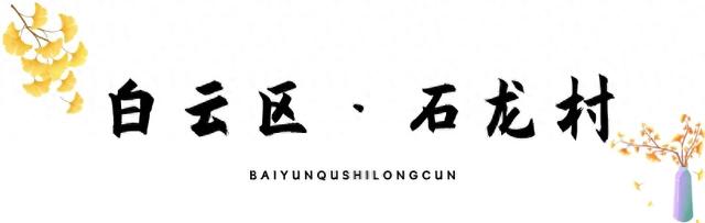 乡游黔中 · 白云区 石龙村丨坠入金色银杏海,收藏静美秋日