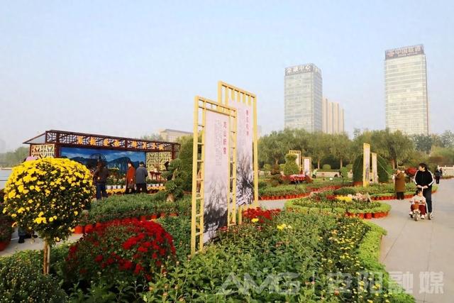 安阳市第32届菊花展开幕！持续到11月中下旬