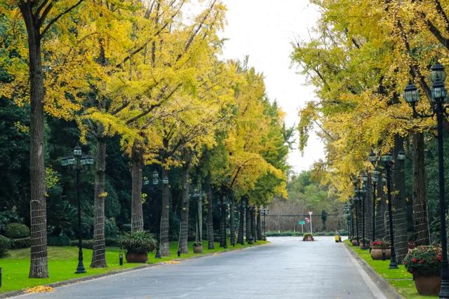 好看！好拍！郫都银杏打卡攻略→