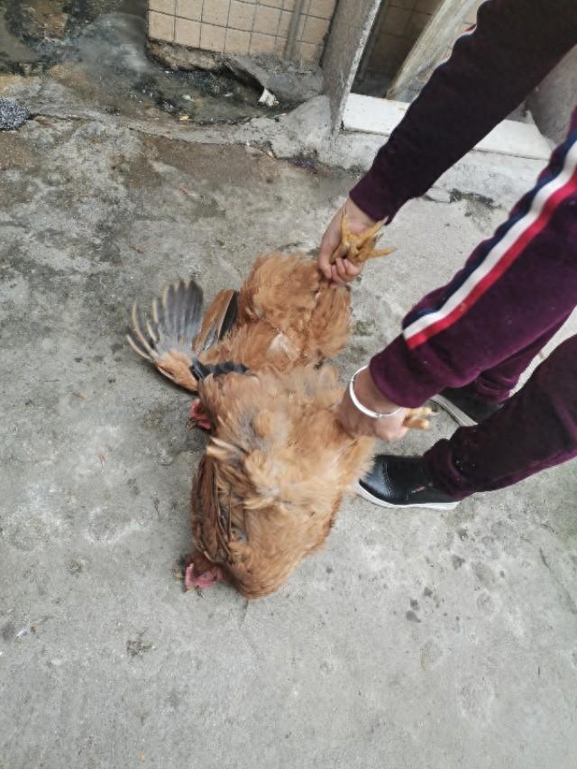 鱼翅花胶响螺汤怎么做 2026年花胶鱼翅响螺片正确做法视频 鱼翅花胶响螺汤怎么做 2026年花胶鱼翅响螺片正确做法视频