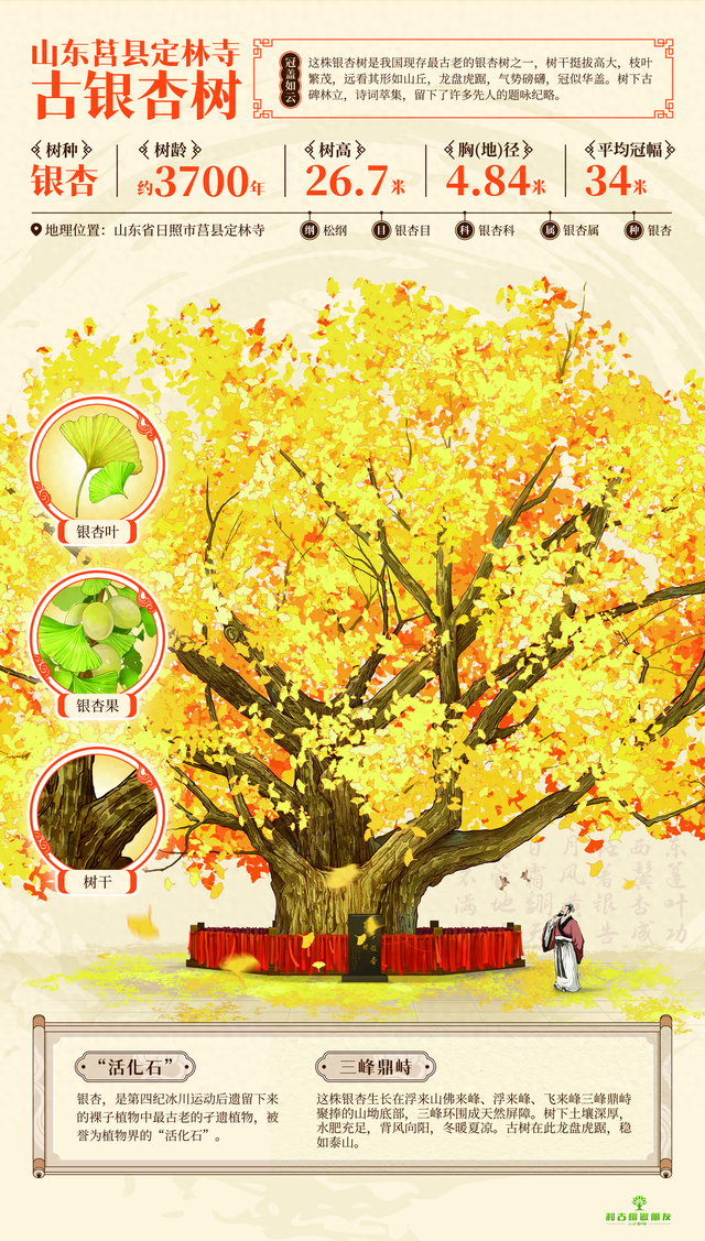 日照莒县这棵古银杏树登上邮票，它究竟有着怎样的魅力？