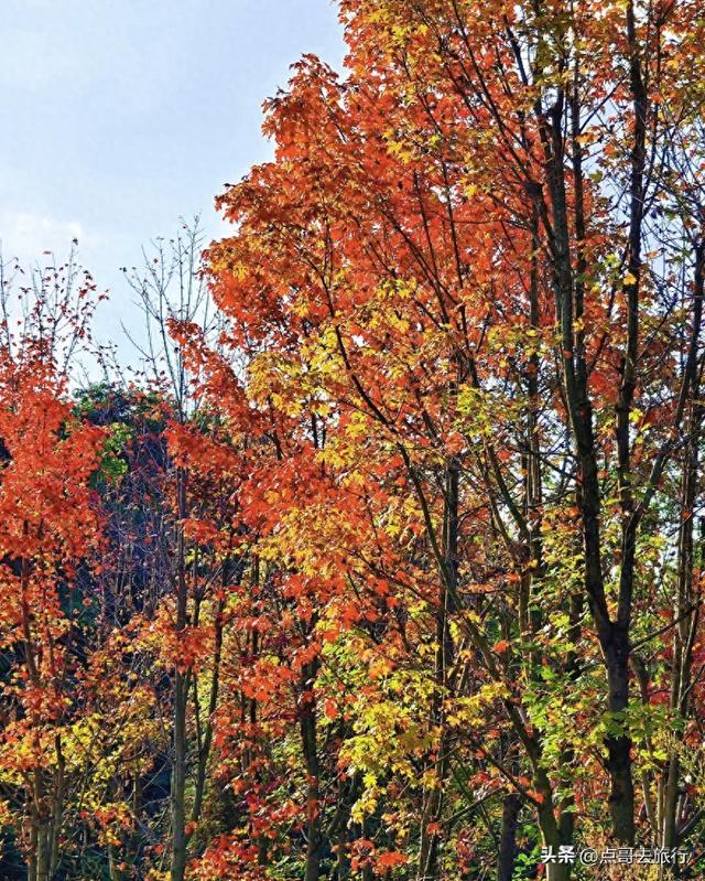 成都最美的枫叶公园，已惊艳上线，都不要门票，地铁公交车直达！