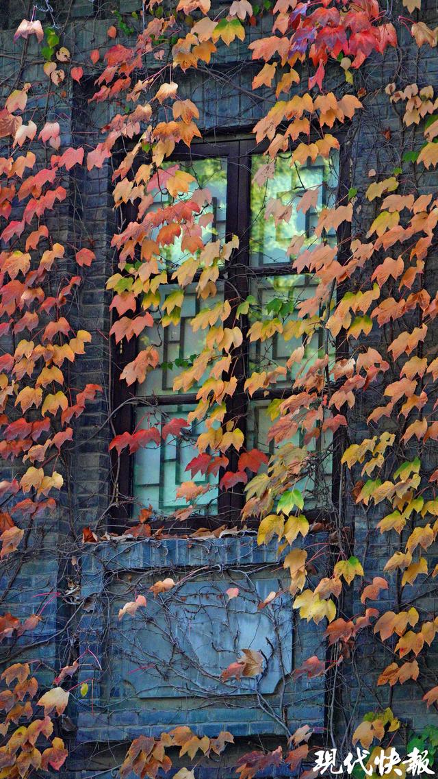 秋日限定，南京“爬山虎之窗”一眼惊艳