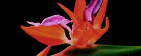 天堂鸟的养殖技巧（天堂鸟怎么养）