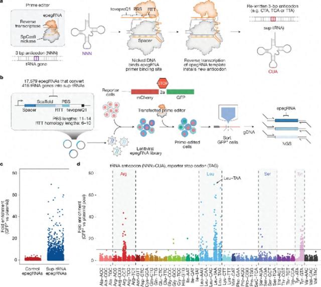基因最优化（一种疗法包治百病）