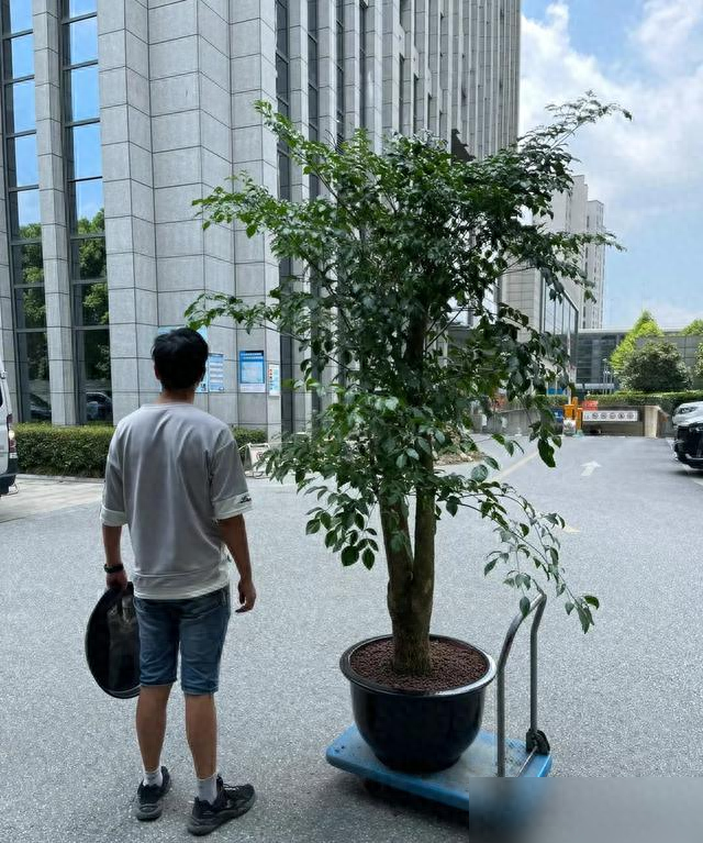 河北一太太，因在“客厅种大树”走红，真壮观，妥妥的视觉盛宴