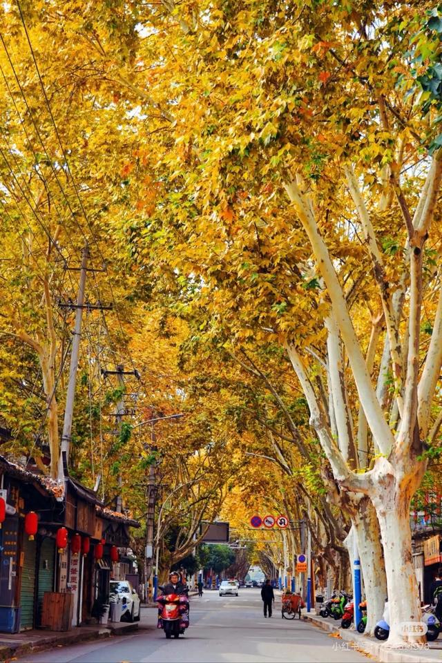 落叶有情!让汉中的秋天再“飞”一会 →