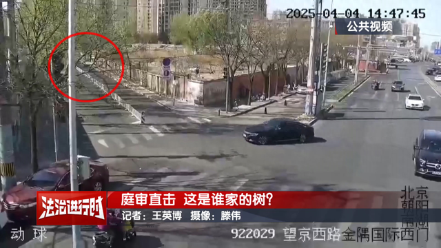 北京一男子被大树砸中当场身亡！相关三家公司均拒绝赔偿	，律师：不能完全免除公司责任