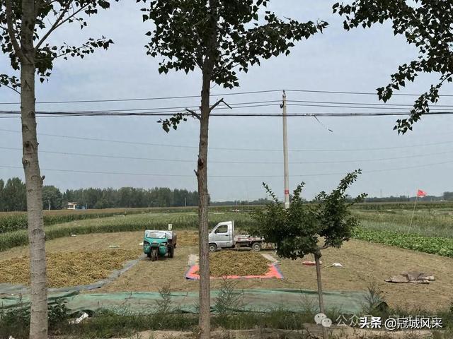 冠县乡韵·定远寨镇陈庄