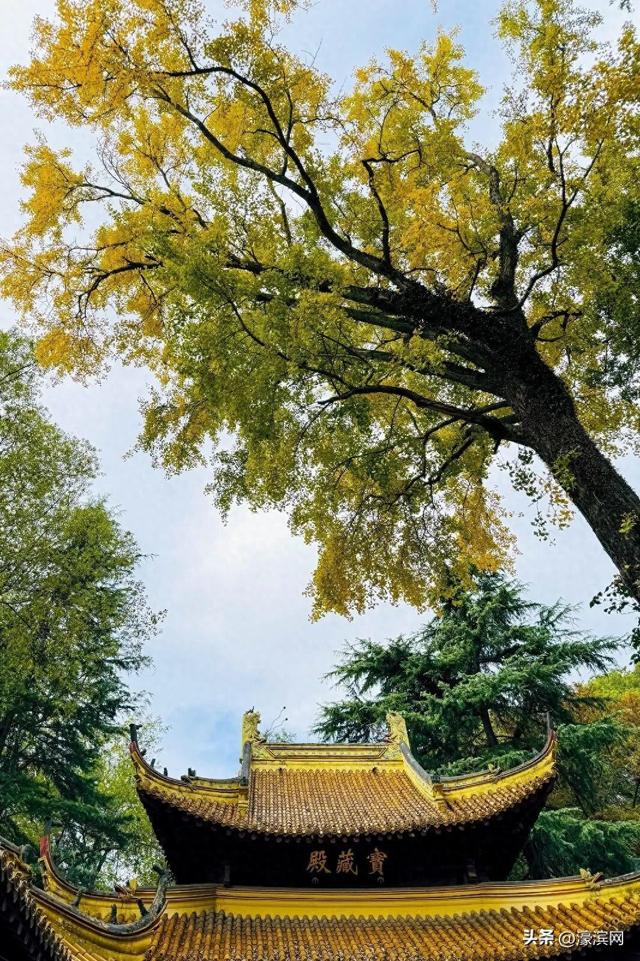 秋色“进度条”加载中，狼山森林公园赏秋点等你来打卡→