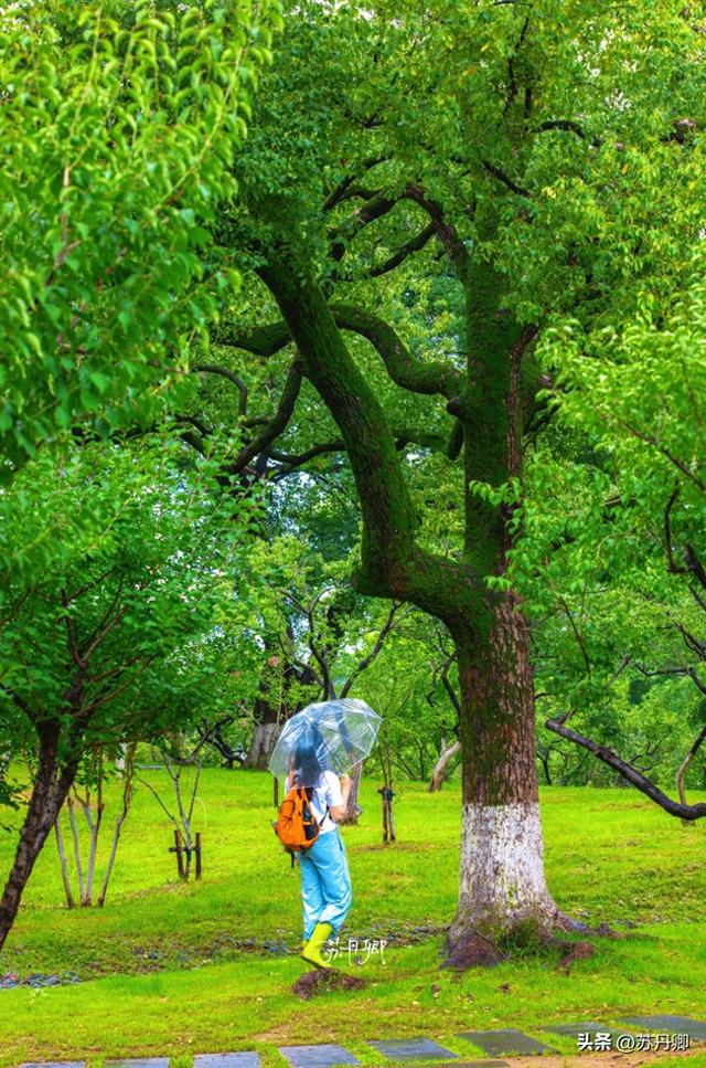 武汉的夏天，有多热就有多美！东湖听雨感受一场“风雅集”