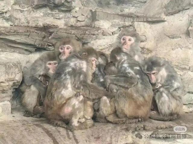 北京动物园多只猴子冻得瑟瑟发抖	，依偎在一起抱团取暖！工作人员：猴山有洞穴和高热量食物保障过冬