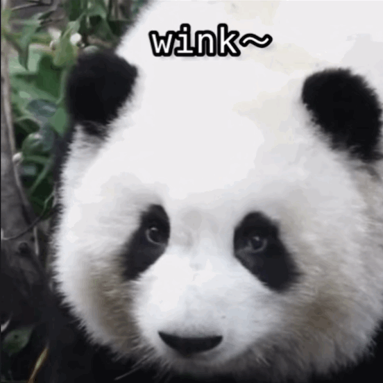 国庆必冲！高铁1h直达熊猫严选之城！震撼史诗剧拉爆视听，沉浸式互动实现熊猫自由！