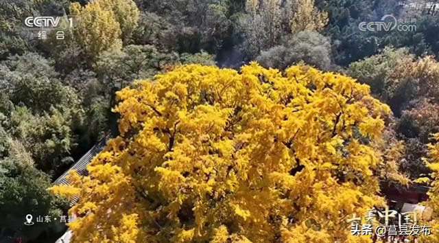 央视一套《大美中国》点赞山东莒县！