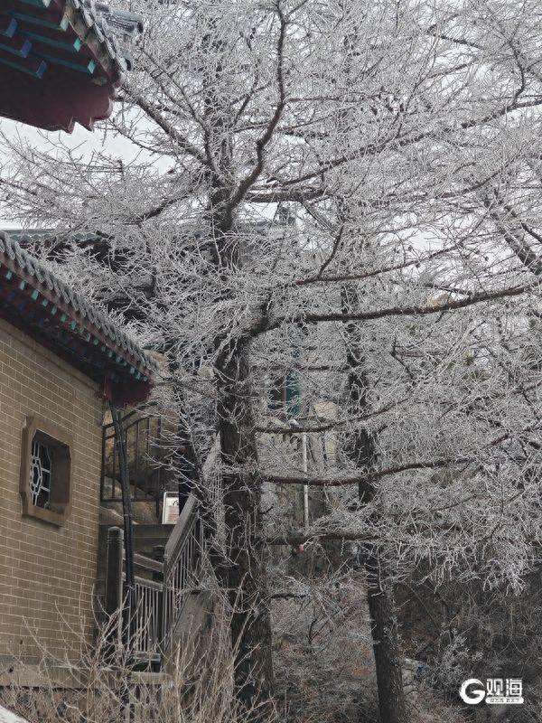 冬游崂山正当时！快来邂逅青岛版“冰雪奇缘”