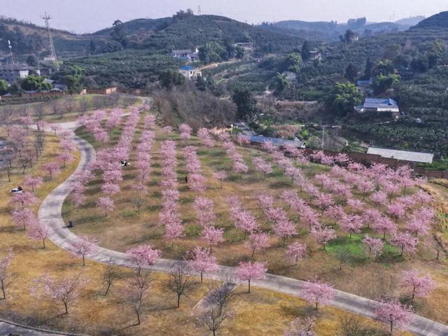快来新津！成都最早最大面积樱花盛放！