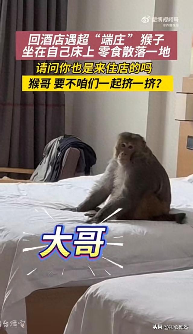西藏酒店惊现“猴房客”！坐床吃零食，住客又怕又爱