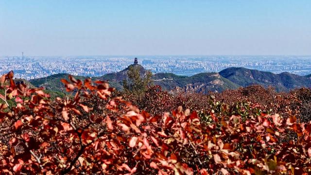 漫山红叶盛如火！这座山还可以远眺北京城