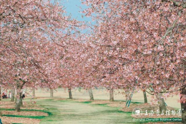 申城樱花季启幕！辰山植物园河津樱本周进入最佳观赏期