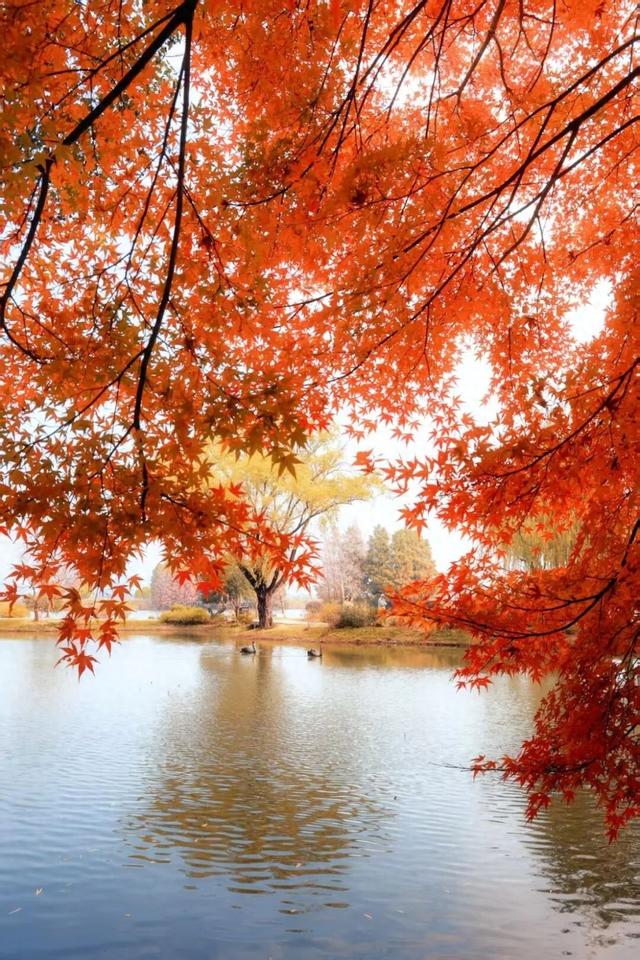 红透了，滨湖正上演绝美大片！