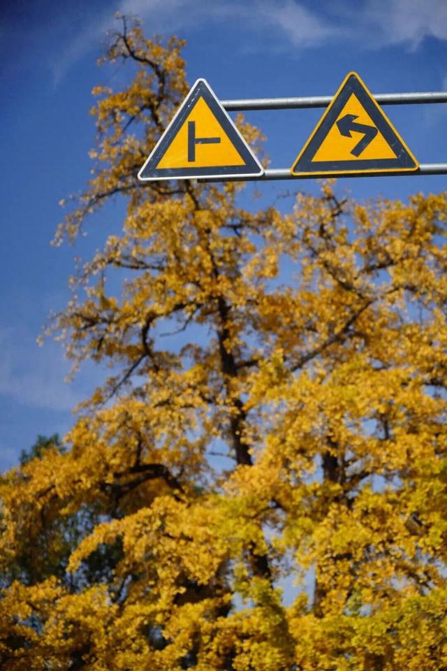 游客纷纷赶来！富阳这个村，又要火了