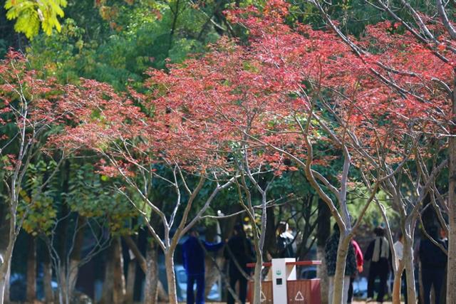 洪山大学之城：晚秋绘彩图，来一场邂逅半红半黄的浪漫之约