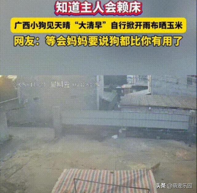 广西小镇清晨，狗狗主动拖开防水布晒玉米，主人醒来愣住了
