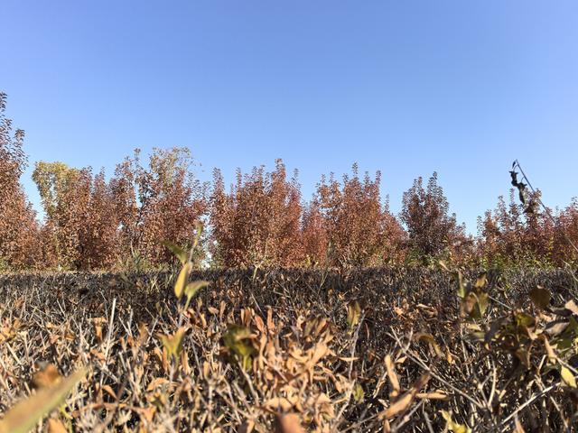 组图丨深秋海藏：天蓝水碧叶如金