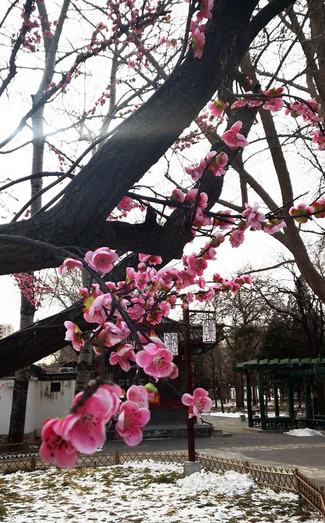 北京大观园“梅花”提早绽放 古风新春景致惊艳亮相