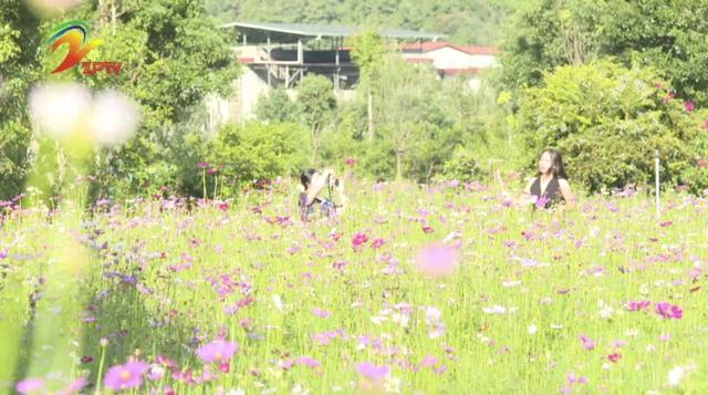 漳平市芦芝镇圆潭村：格桑花海引客来 多元体验乐翻天