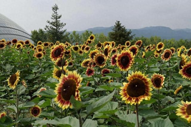 开启“双节”文旅盛宴 太原植物园活动精彩纷呈