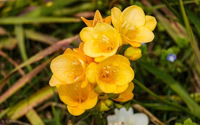 兰花要如何养才能开花多（兰花怎么养才能开花多）