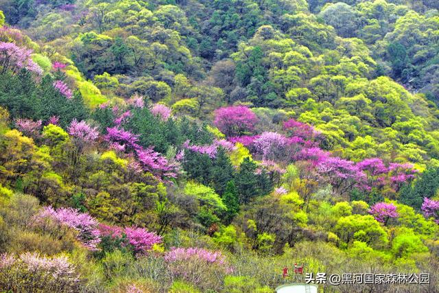春至四月，云游黑河——这里的踏青赏春胜地千万别错过！