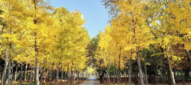 寻美薛城丨金色之约！森林公园银杏黄了！