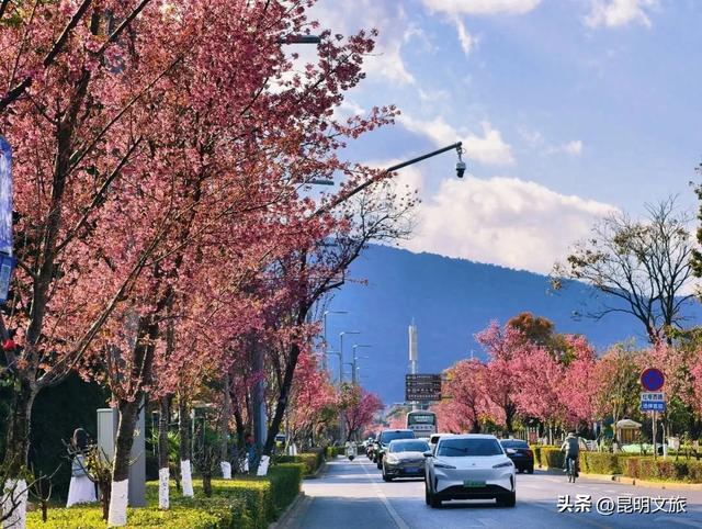 美炸!美炸!全国裹貂我赏樱!昆明最全冬樱赏花攻略来了,周末快冲~