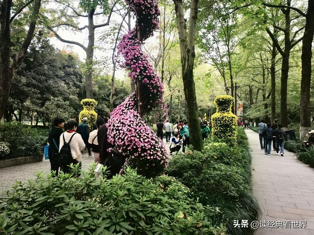 杭州植物园的菊花展——一场关于菊花的饕餮盛宴（一）