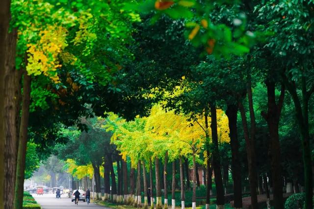 邂逅金黄，郫都初冬的银杏图鉴