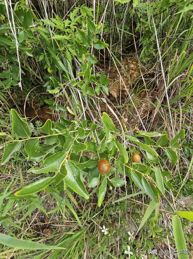 秋季到了，始祖山的小酸枣渐渐变红了，登山的人们脸也红了