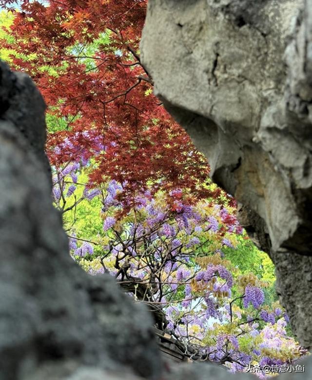 实拍！狮子林紫藤开疯了！老祖宗的浪漫，一眼沦陷！
