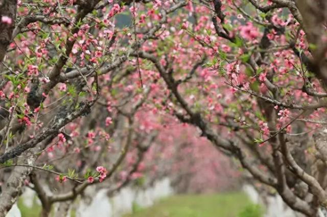 来丘北普者黑踏青赏花