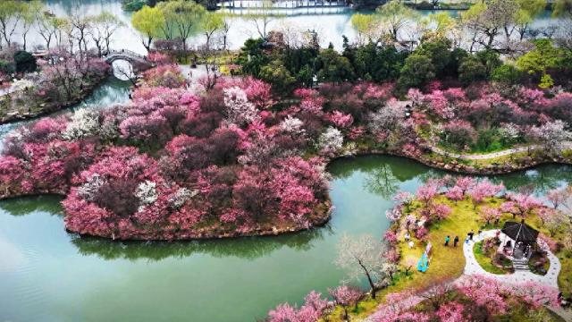 湖上梅林迎来最佳观赏期