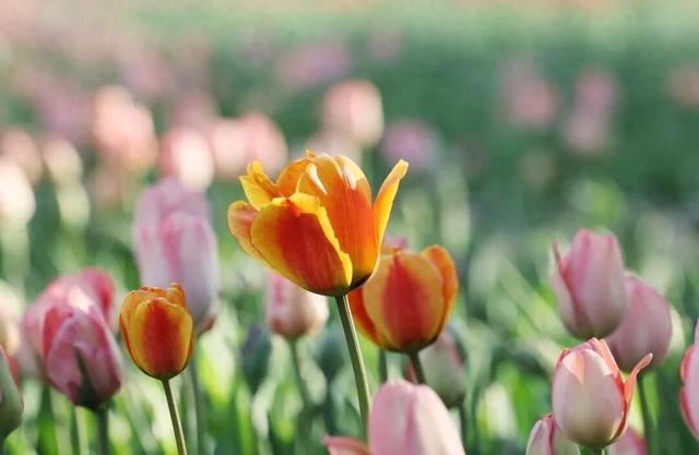 开了！开了！南通这里太出片