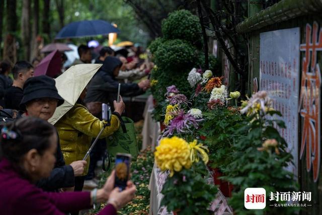 成都人民公园：700多种菊花等你来赏｜图集