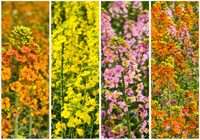 100%出片！郫都蝴蝶村彩色油菜花海，进入最美花期