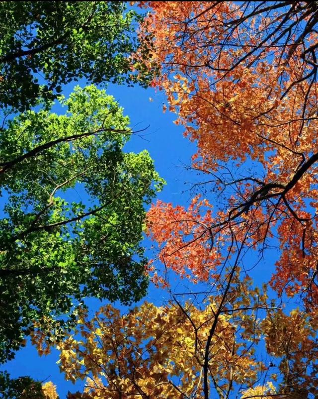 请再欣赏一下这最美的秋天