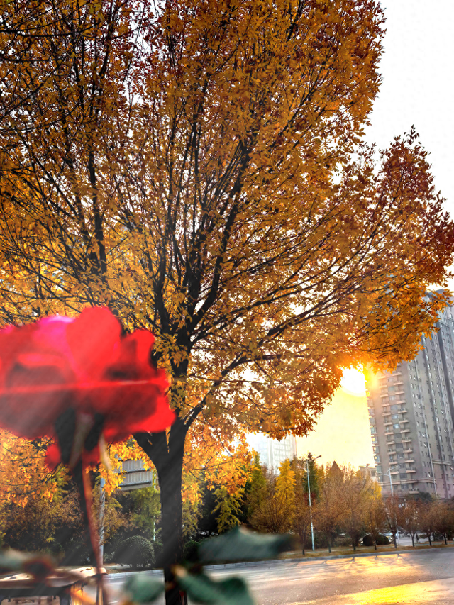 风一吹，索河路就成了金色的世界