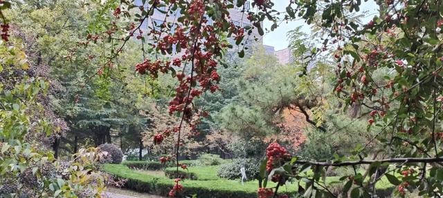 红满枝头！凤鸣公园火棘果红，你来与不来美就在那里！