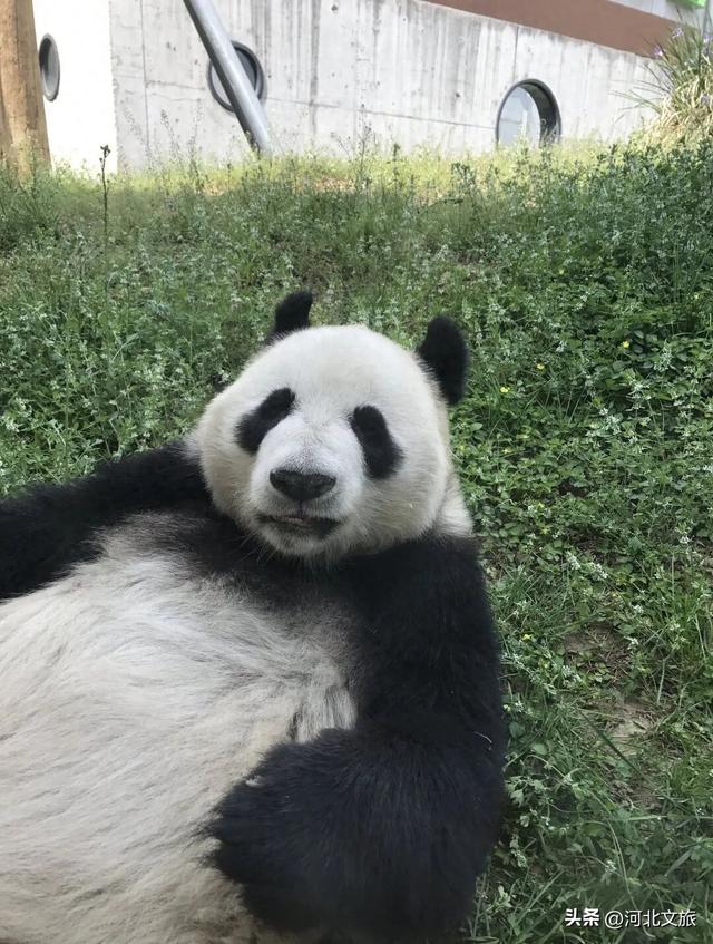 在保定，体验真实版“疯狂动物城”！